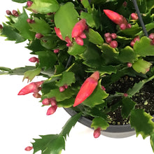 Load image into Gallery viewer, Zygo Cactus, 6.5in, Thor® Series