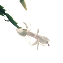 Load image into Gallery viewer, Zygo Cactus, 6.5in, Thor® Series