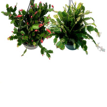 Load image into Gallery viewer, Zygo Cactus, 6.5in, Thor® Series