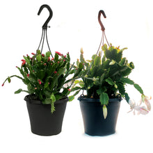 Load image into Gallery viewer, Zygo Cactus, 6.5in, Thor® Series