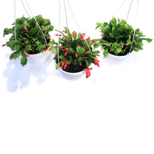 Load image into Gallery viewer, Zygo Cactus,8in, Thor® Series