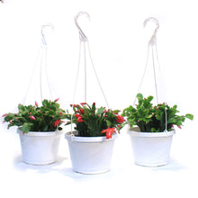 Load image into Gallery viewer, Zygo Cactus,8in, Thor® Series