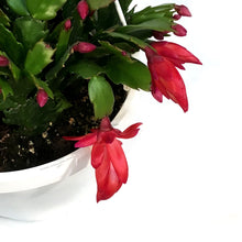 Load image into Gallery viewer, Zygo Cactus,8in, Thor® Series