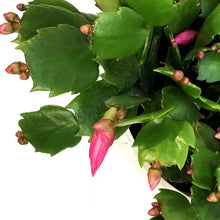 Load image into Gallery viewer, Zygo Cactus,8in, Thor® Series