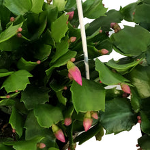 Load image into Gallery viewer, Zygo Cactus,8in, Thor® Series