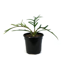 Load image into Gallery viewer, Philodendron, 4in,Tortum