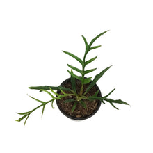 Load image into Gallery viewer, Philodendron, 4in,Tortum