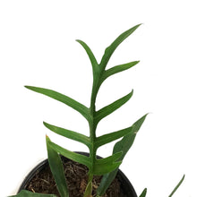 Load image into Gallery viewer, Philodendron, 4in,Tortum