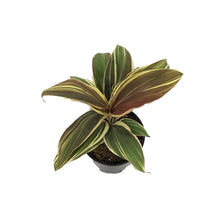 Load image into Gallery viewer, Cordyline, 4in, Chocolate Queen