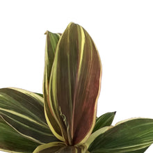 Load image into Gallery viewer, Cordyline, 4in, Chocolate Queen