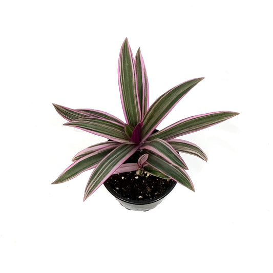 Tradescantia, 4in, Rhoeo