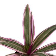 Load image into Gallery viewer, Tradescantia, 4in, Rhoeo