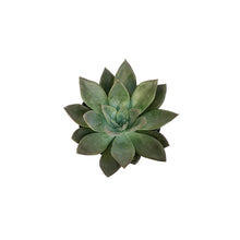 Load image into Gallery viewer, Succulent, 3.5in, Echeveria Silver Shine