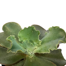 Load image into Gallery viewer, Succulent, 3.5in, Echeveria Giant Blue