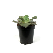 Load image into Gallery viewer, Succulent, 3.5in, Echeveria Giant Blue
