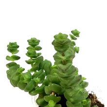 Load image into Gallery viewer, Hottentot, 2in,