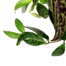 Load image into Gallery viewer, Lipstick Plant, 6in HB, Black Pagoda