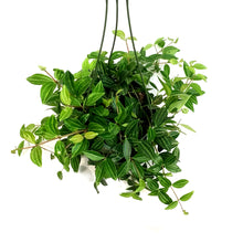 Load image into Gallery viewer, Peperomia, 6in, Funky Frog, Hanging Basket