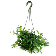 Load image into Gallery viewer, Peperomia, 6in, Funky Frog, Hanging Basket