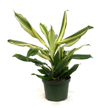 Load image into Gallery viewer, Dracaena, 6in, Steudneri, Sunrise
