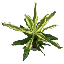 Load image into Gallery viewer, Dracaena, 6in, Steudneri, Sunrise