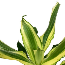 Load image into Gallery viewer, Dracaena, 6in, Steudneri, Sunrise