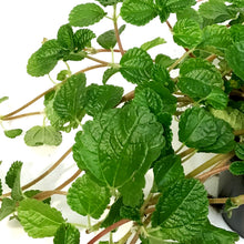 Load image into Gallery viewer, Pilea, 4in, Creeping Charlie