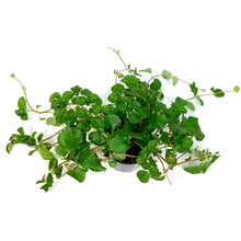 Load image into Gallery viewer, Pilea, 4in, Creeping Charlie