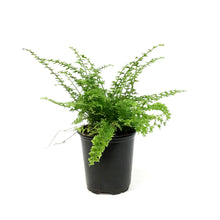 Load image into Gallery viewer, Fern, 4in, Green Fantasy