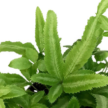 Load image into Gallery viewer, Fern, 4in, Mayi