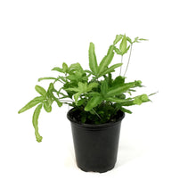 Load image into Gallery viewer, Fern, 4in, Mayi