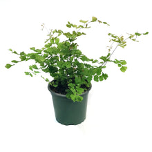 Load image into Gallery viewer, Fern, 4in, Maidenhair, Rosy