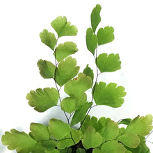 Load image into Gallery viewer, Fern, 4in, Maidenhair, Rosy