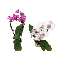 Load image into Gallery viewer, Orchid, 4in,Waterfall