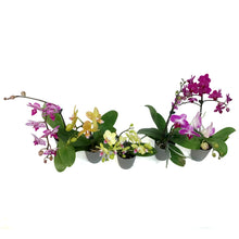 Load image into Gallery viewer, Orchid, 3in,1-2 Spike, Deco Pot