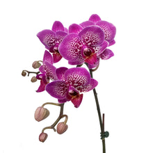 Load image into Gallery viewer, Orchid, 3in,1-2 Spike, Deco Pot