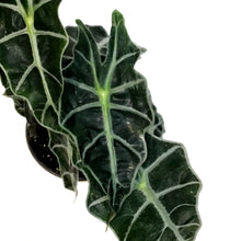 Load image into Gallery viewer, Alocasia, 4in, Amazonica, Dwarf