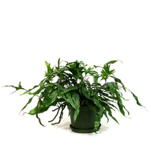 Load image into Gallery viewer, Fern, 6in, Kangaroo Paw