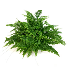 Load image into Gallery viewer, Fern, 6in, Fluffy Ruffles