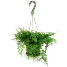 Load image into Gallery viewer, Fern, 6in HB, Rabbit's Foot