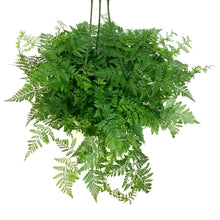 Load image into Gallery viewer, Fern, 6in HB, Rabbit's Foot