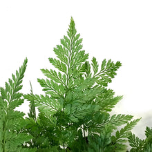 Load image into Gallery viewer, Fern, 6in HB, Rabbit's Foot