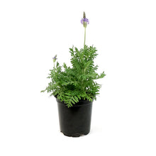 Load image into Gallery viewer, Lavender, 4in, Spanish Eyes