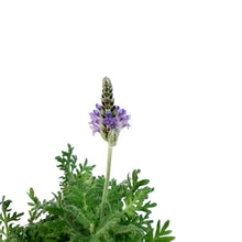 Load image into Gallery viewer, Lavender, 4in, Spanish Eyes