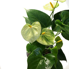 Load image into Gallery viewer, Anthurium, 4in, In Ceramic