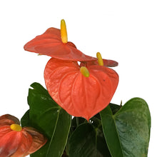Load image into Gallery viewer, Anthurium, 4in, In Ceramic