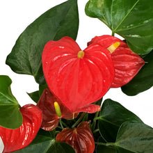 Load image into Gallery viewer, Anthurium, 4in, In Ceramic