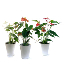Load image into Gallery viewer, Anthurium, 4in, In Ceramic