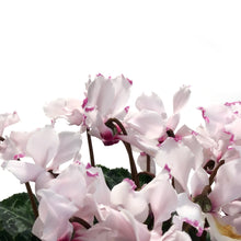 Load image into Gallery viewer, Cyclamen, 4.5in, Victoria
