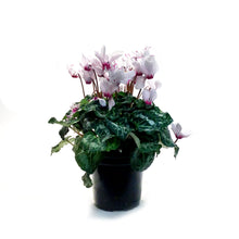 Load image into Gallery viewer, Cyclamen, 4.5in, Victoria